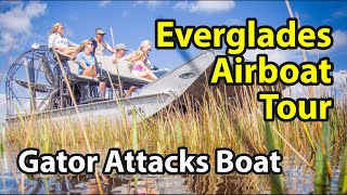 Everglades Airboat Tour  Extreme Alligator Encounter Ensues [upl. by Kamilah]