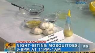 How to make homemade mosquito repellent  Unang Hirit [upl. by Fital]