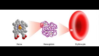 Biochemistry  HEME and PORPHYRIN synthesis [upl. by Lassiter]