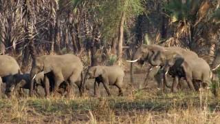 Selection for Tuskless Elephants  HHMI BioInteractive Video [upl. by Zins]