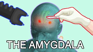 The Amygdala Fear Anxiety and Aggression [upl. by Akinet]