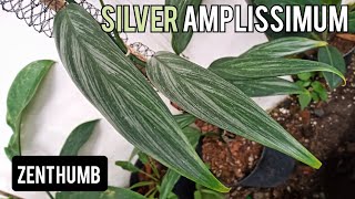 Epipremnum Amplissimum quotSilver Streakquot  Care amp Propagation [upl. by Etnaud318]