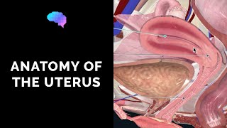 Anatomy of the Uterus  Ovaries  3D Anatomy Tutorial  UKMLA  CPSA  PLAB 2 [upl. by Drarreg381]