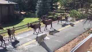 Elk Rut in Estes Park Colorado [upl. by Winnie]