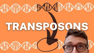 TRANSPOSONS EXPLAINED 1 Minute Explanation [upl. by Grantland]