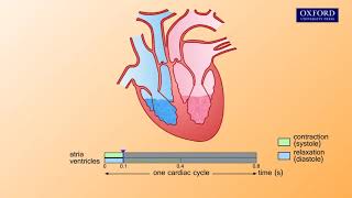 Animation E1 32 The cardiac cycle [upl. by Boaten918]