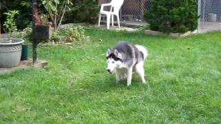 Siberian Husky with hip dysplasia diagnosis 2 years old [upl. by Yc342]