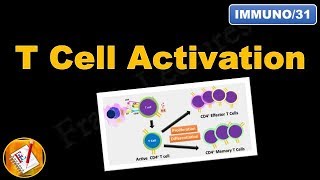 Types of Immune Cell Receptors [upl. by Dell]