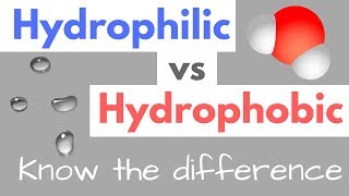 Hydrophilic vs Hydrophobic  Substances  Cell Membranes [upl. by Emlynn200]