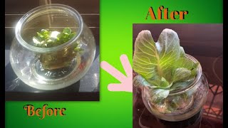 Regrow Cabbages Easy Beginners Guide Using water Scraps and Containers [upl. by Aninat]