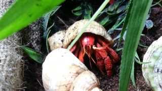 Changement de coquille dun bernard lhermite  Shell change of a terrestrial hermit crab [upl. by Anasor]