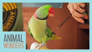 Training Our Alexandrine Parakeet [upl. by Munn]