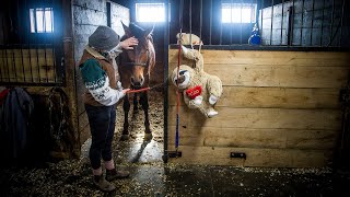 Venturing Hills battling deadly equine virus [upl. by Moriarty]