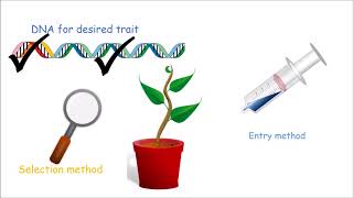 How to Make a Genetically Modified Plant [upl. by Alyag]