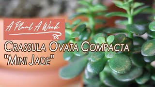 Crassula ovata compacta quotMini Jadequot Care  A Plant A Week [upl. by Nada]