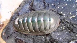 Australian chiton [upl. by Goldshlag]