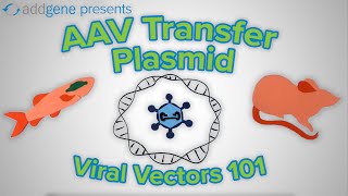 AAV Transfer Plasmids  Viral Vectors 101 [upl. by Sommers23]