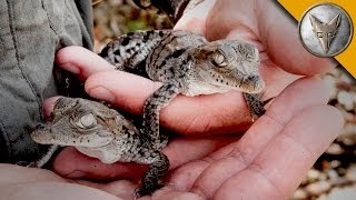 A Nest FULL of Baby Crocodiles [upl. by Innattirb]