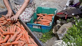 How I Store ROOT VEGETABLES that last through the winter  Market Garden  Grow GREAT carrots [upl. by Apeed]