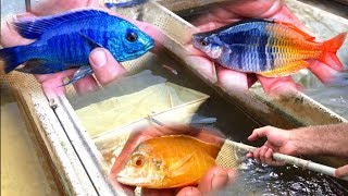 STUNNING African Cichlid Fish Farm [upl. by Maroj]