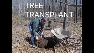 How to Transplant a Tree [upl. by Stedman]