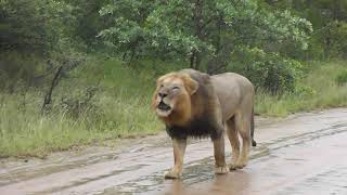 Big male Lions in the rain [upl. by Idnam468]