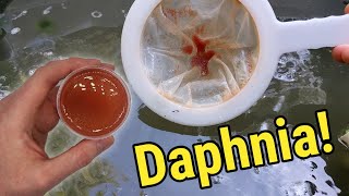 How I Culture Daphnia In Outdoor Tubs [upl. by Anibas]