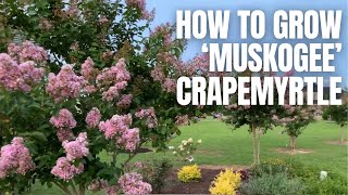 How to Grow Muskogee Crapemyrtle [upl. by Airdnoed]