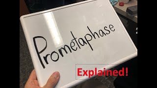 Prometaphase explained [upl. by Llerut879]