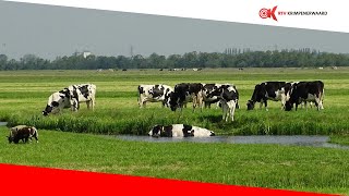 Onteigening boeren Krimpenerwaard [upl. by Oshinski]