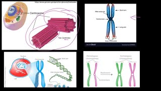 Grade 12 Life Sciences Meiosis Part 1 [upl. by Caras]