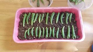 Step 1 Easy Succulents Propagation quotCrassula Ovata Gollumquot Jade Plants [upl. by Victory]