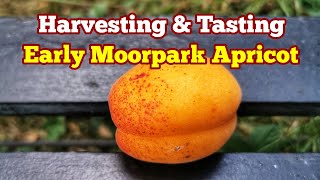 Apricot Early Moorpark Harvest amp Tasting Early August No Dig Organic Cottage Garden Fruit Orchard [upl. by Kelula]