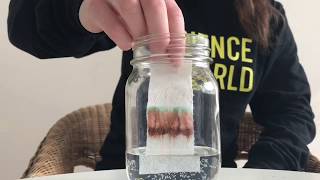 Colourful Chromatography Easy AtHome Science for Kids [upl. by Cristin152]