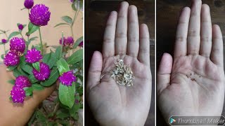 How to Collect VIABLE Gomphrena Seeds  Globe Amaranth Seeds  Gomphrena Plant  Harvest Seeds [upl. by Eceinehs]