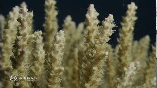 How Corals Eat Coral Polyps Feeding [upl. by Nagaet669]