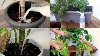 4 tips to keep your plants healthy [upl. by Isa]