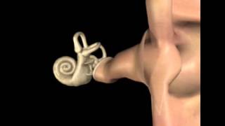 Oreille en 3D  S Blatrix [upl. by Arleyne626]