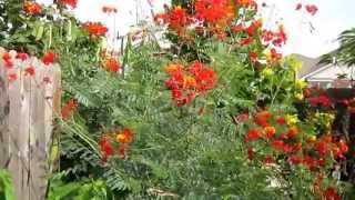 Pride of Barbados Caesalpinia pulcherrima Lisas Landscape amp Design quotPlant Pick of the Dayquot [upl. by Susy]