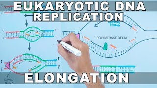 DNA Replication In Eukaryotes  Initiation [upl. by Elizabet63]