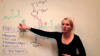 Chymotrypsin Mechanism [upl. by Pallaton]