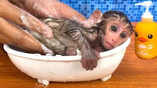 Baby Monkeys Cute and Adorable Moments [upl. by Rehpotsirk]