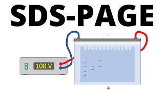 SDSPAGE explained  Protein Separation Technique [upl. by Terry657]