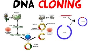 DNA cloning [upl. by Tayler]