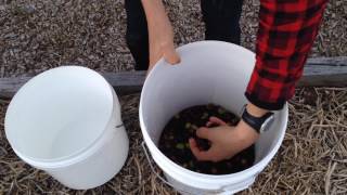 Easy Method to Brine Olives [upl. by Chud]