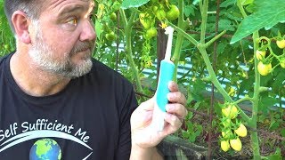 Toothbrush Tomato Trick to Get Better Fruit Set amp Flower Pollination [upl. by Nnaaras]