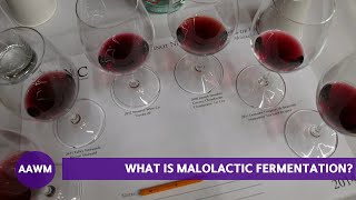 What is Malolactic Fermentation Winemaker Fred Scherrer Explains [upl. by Llerrej]