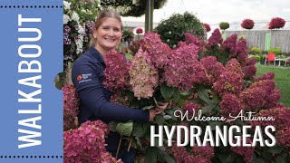 Fall Hydrangea Update End of Season Care [upl. by Olsewski]