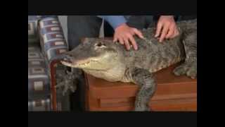 Jeff Corwin amp His Animal Friends  111808 [upl. by Dagley]