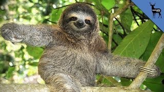 8 Reasons To Love Sloths Even More [upl. by Dorelia658]